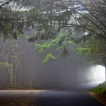 霧がかかった森