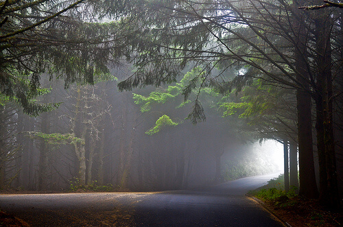 霧がかかった森